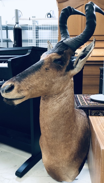 Jagttrofæ: Red Hartebeest (Alcelaphus buselaphus), skuldermonteret