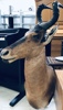 Jagttrofæ: Red Hartebeest (Alcelaphus buselaphus), skuldermonteret